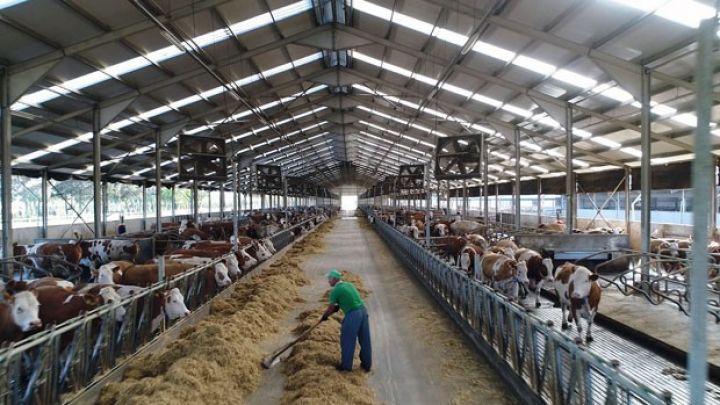 İri aqroparkda heyvanların sayı 2600-ə çatıb - SÜD İSTEHSALI ARTIB