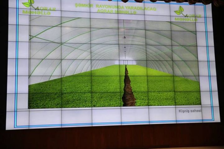 1000 ədəd göyərti istixanası yaradılacaq - YENİ LAYİHƏ