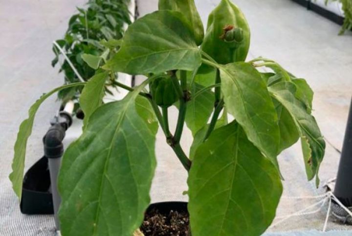 Azərbaycanda şirin bibərin ilk istixana sortu yetişdirilib