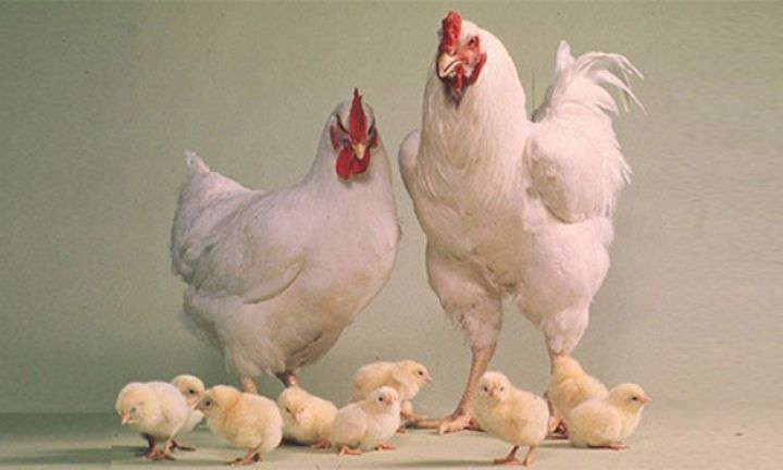 Türkiyə və Azərbaycan quşçuları arasında pul münaqişəsi həllini tapıb