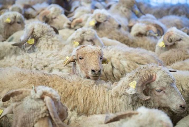 Yarmarkalara 20 minə yaxın qoyun çıxarılacaq - QİYMƏTLƏR