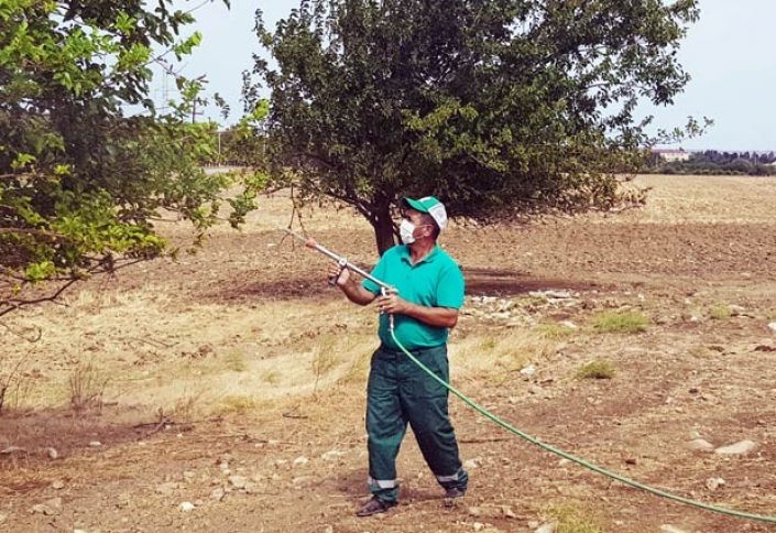 Abşeron bağlarında təhlükəli zərərverici yayılıb