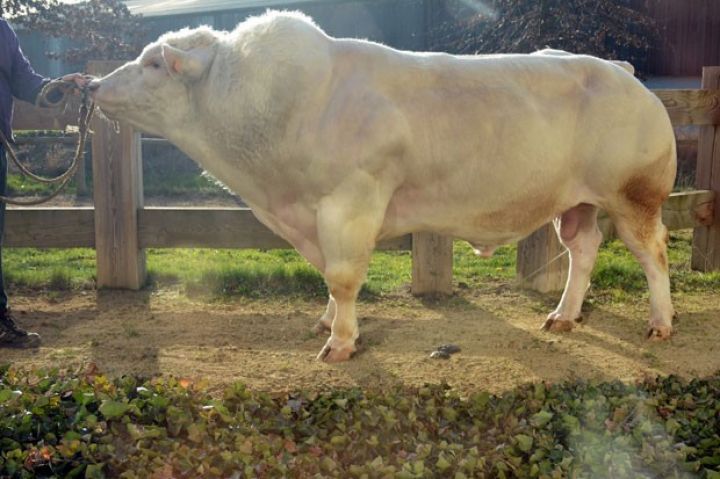 Azərbaycanın naziri Fransadadır -BUĞALAR HAQQINDA MƏLUMAT ALIB