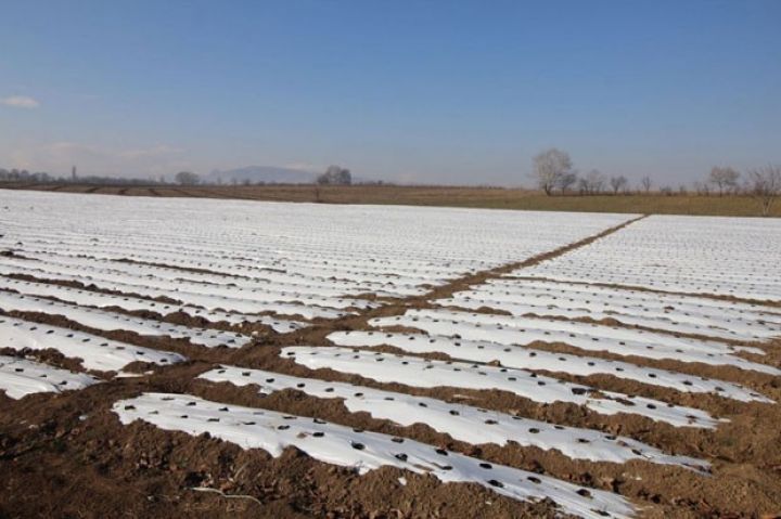 Qazaxda da çiyələk yetişdirməyə maraq artır