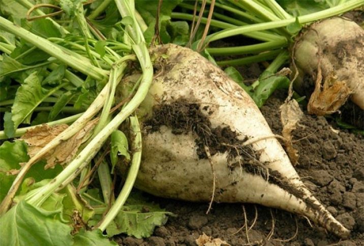 Bostan məhsulları, şəkər çuğunduru və günəbaxan istehsalı azalıb