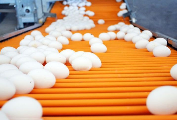 "Səudiyyə Ərəbistanından yumurta sifarişi almışıq" - Quşçuluq Fabrikinin direktor müavini