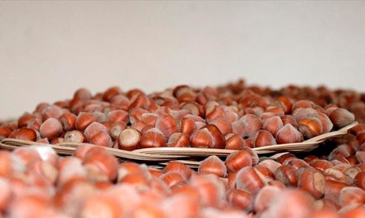 Beynəlxalq təşkilat Azərbaycanda fındıqçılığın inkişafına dəstək verəcək