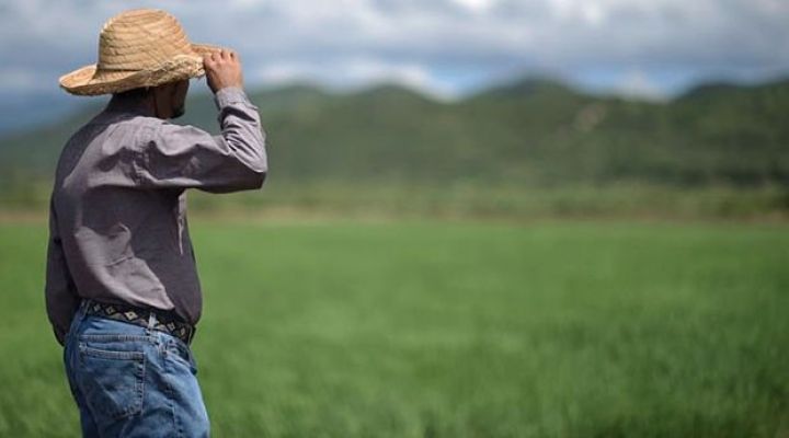 Subsidiyanın məbləği bitkidən və məhsuldarlıqdan asılı olaraq dəyişəcək - YENİ QAYDALAR 