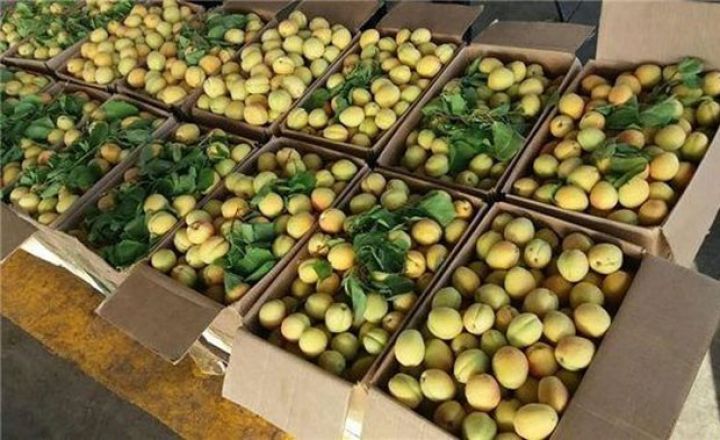 Təsərrüfatları yoxdur, 60 qəpiyə aldıqları məhsulu 12 manata satırlar