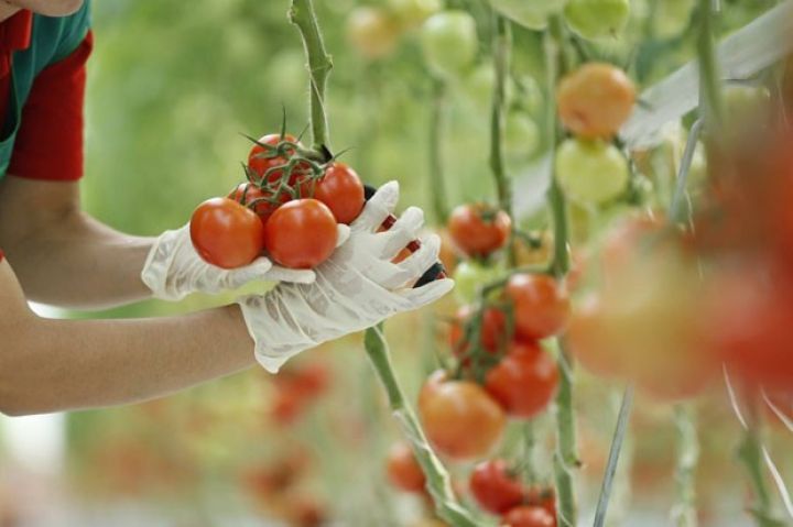 Şəmkir pomidorunun 70 faizindən çoxu Rusiyaya ixrac olunub