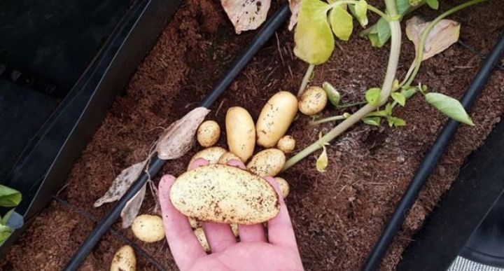 Respublikamızda ilk dəfə virussuz sağlam kartof toxumları yetişdirilib