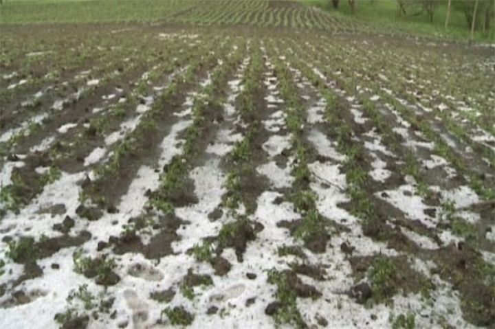 Nazirlik yağıntıların kənd təsərrüfatına vurduğu ziyanı açıqlayıb