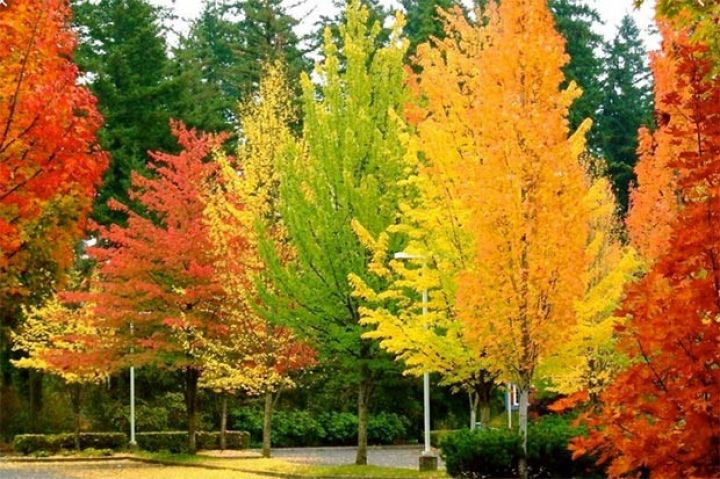 Sabaha olan hava proqnozu açıqlandı