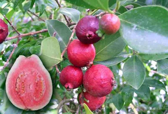 Tropik meyvə Azərbaycanda yetişdiriləcək - "Uğurlu nəticələr əldə etmişik"