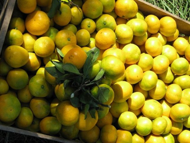 Narınginin satış qiyməti düşüb