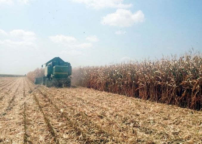 Azərbaycan qarğıdalı ixracına başlayıb