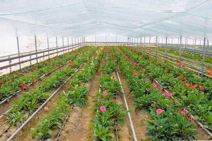 "Bakıya da gül göndəririk"