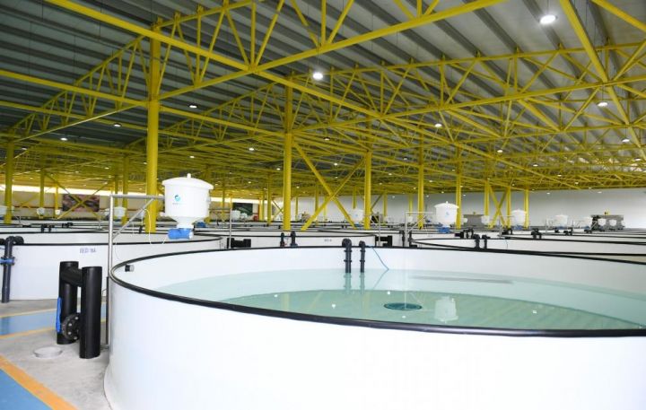 Azərbaycanda qara kürü istehsal edən şirkətə 76,5 milyon manat maya qoyuldu