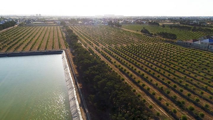 Grand-Agro MMC: Azərbaycanda zeytunçuluğun inkişafında yeni mərhələ