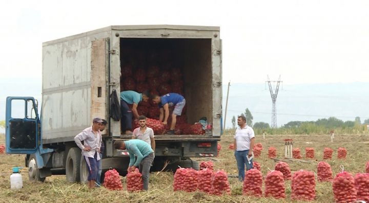 Fermer təsərrüfatında rekord göstərici