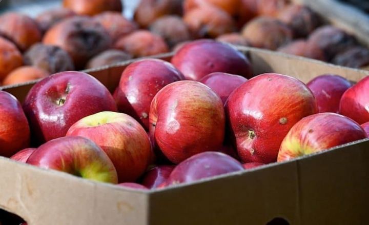 Azərbaycan Rusiyanın ixrac qadağası ilə bağlı araşdırmalara başladı