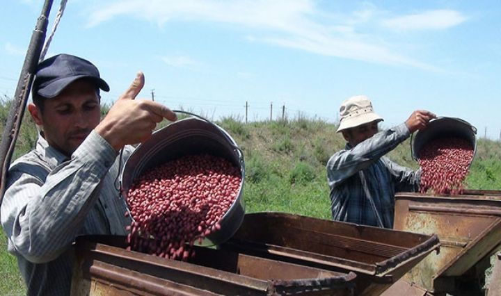 Yerfındığı əkininə başlanılıb