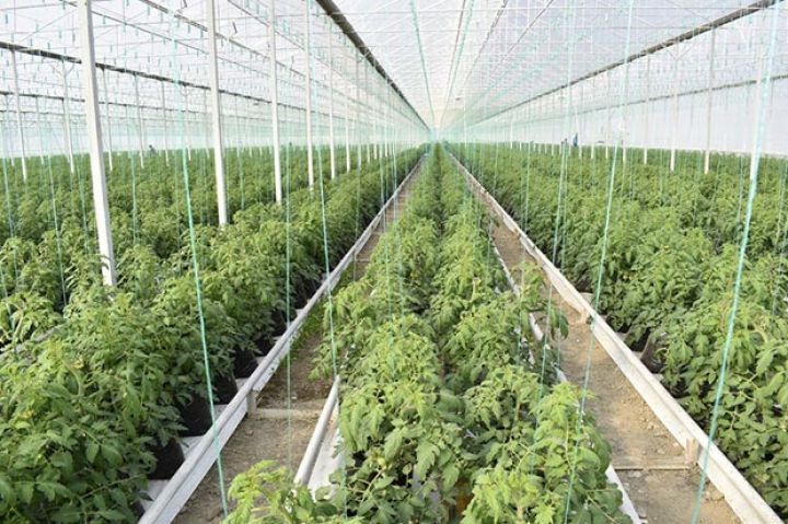 Azərbaycandakı istixanaların sayı açıqlanıb