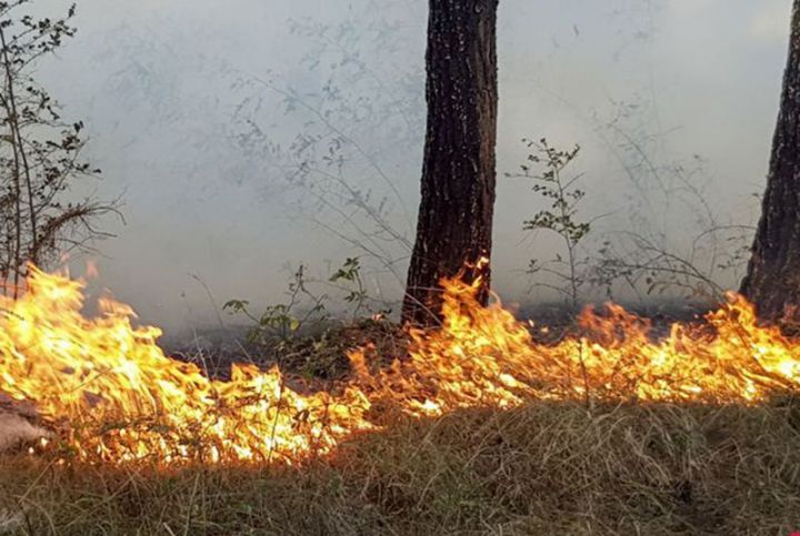 Azərbaycanın iri Milli Parkında yanğın