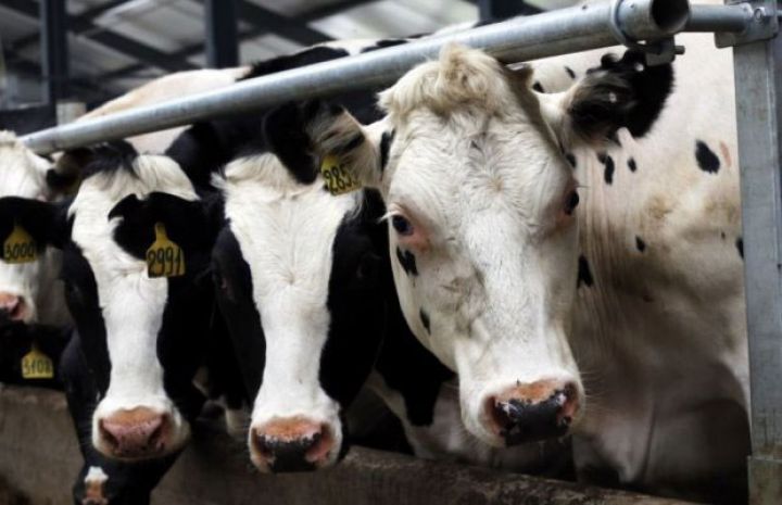 11,3 milyon manatı alıb, avadanlıqları və heyvanları təhvil verməyiblər - ŞİRKƏTLƏRƏ İŞ AÇILIB