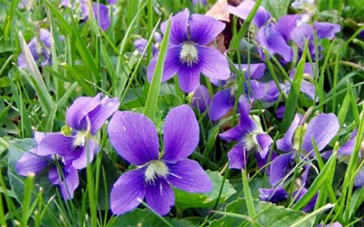 Mart ayına olan hava proqnozu