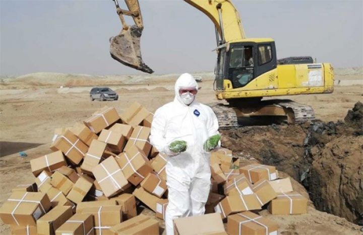 Azərbaycana gətirilən kivi qurusu məhv edildi