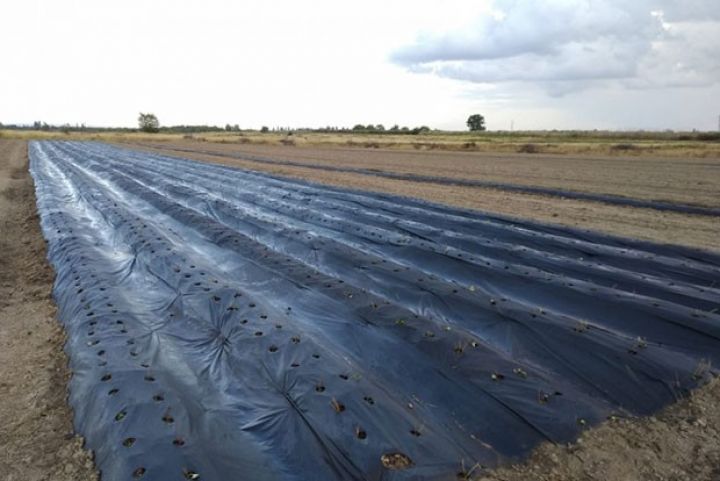 Azərbaycanda İngiltərə mənşəli çiyələk sortlarının yetişdirilməsinə başlanılıb