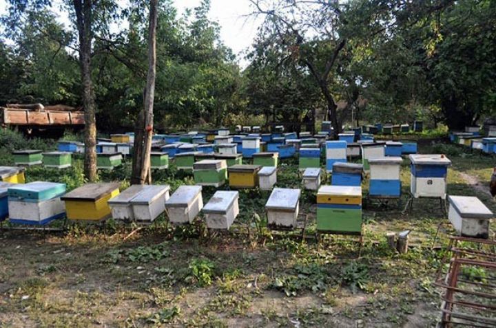 "Azərbaycanın ən böyük arıçılıq təsərrüfatı bizə məxsusdur"