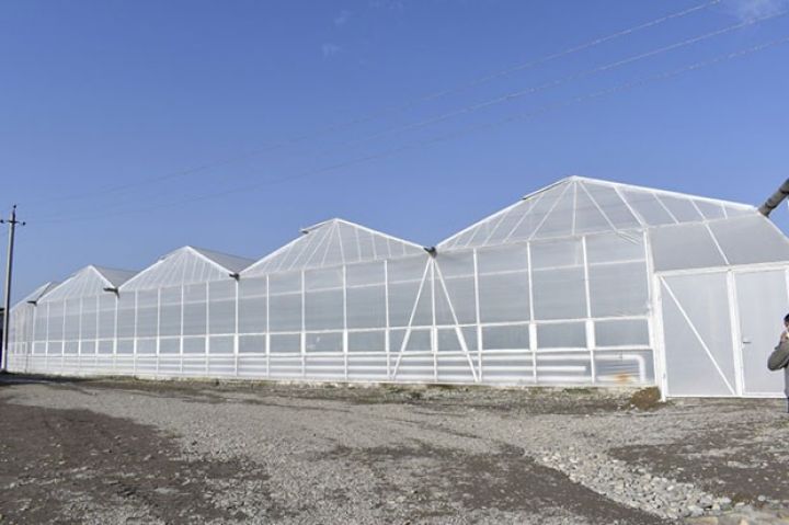 Yeni istixana kompleksi işə düşdü - Günaşırı 500-600 kq məhsul satışa çıxarılır