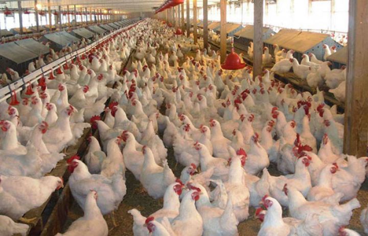 Yeni broyler şirkəti yaradılıb