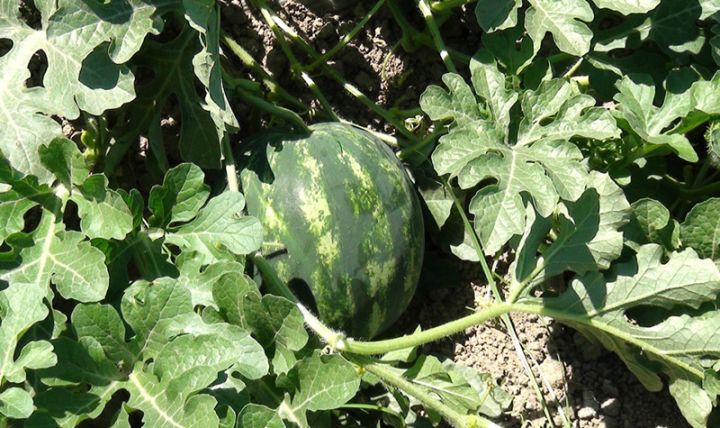 "Məhsulumuz çox yaxşıdır"