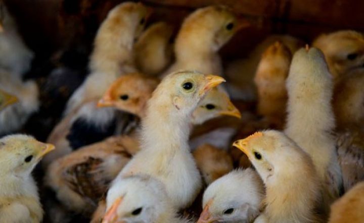 “İsmayıllı Quşçuluq” zərər edib