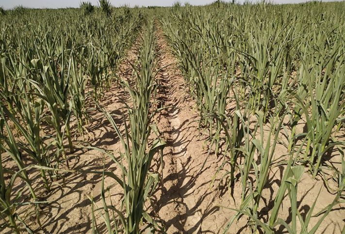 Ölkənin ilk özəl pilot taxılçılıq təsərrüfatı susuzluqdan yanır!