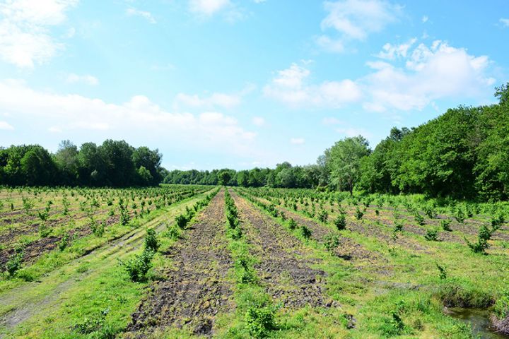 Meşə fondu torpaqlarında fındıq bağı salan şirkət