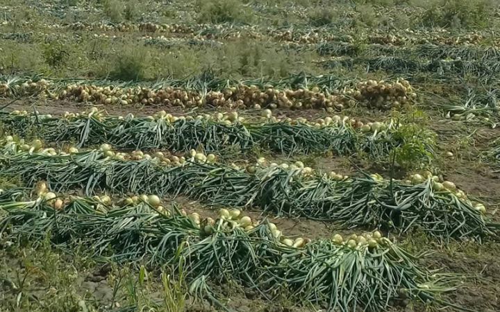 Yığımına başlanılıb, bir kiloqramı 40-50 qəpiyə təklif olunur