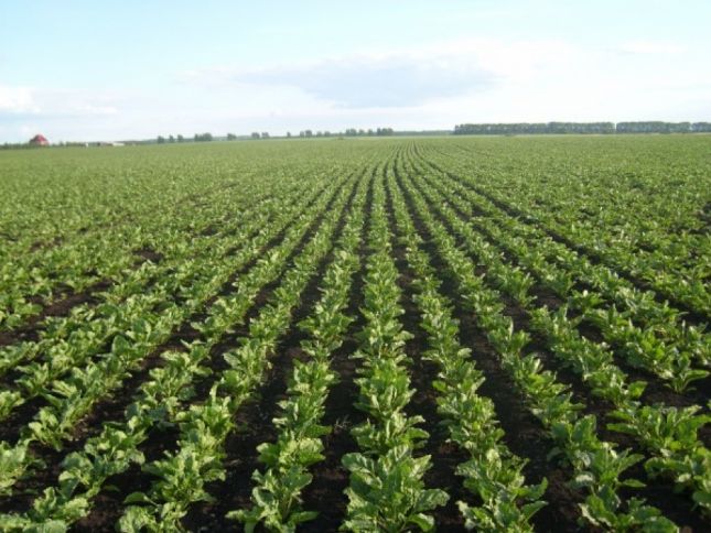 Bu bitki İsmayıllıda ilk dəfə əkildi