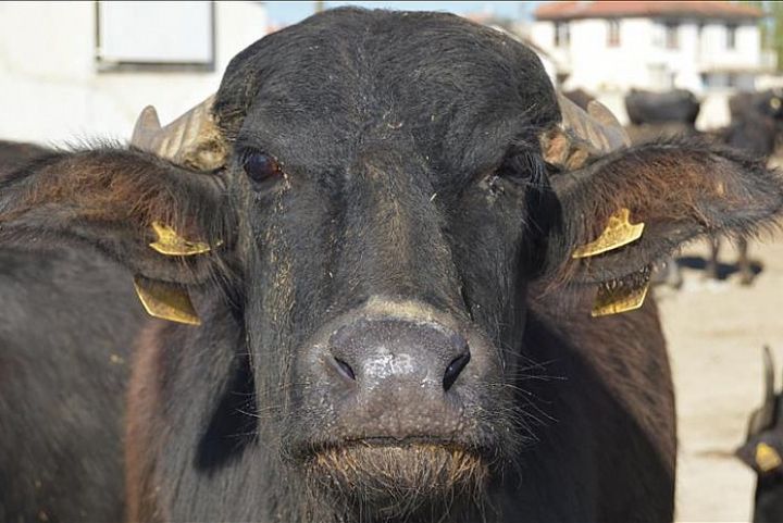 İsrail şirkəti Zəngilanda böyük camış ferması tikəcək, “motsarella” istehsal ediləcək