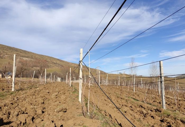 Yardımlıda yenidən üzümçülüyün dirçəldilməsinə başlanılıb