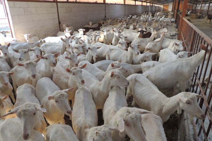 “BMS AQRO”-nun sahibi "Aqrolizinq"ə vurduğu 2,2 milyon manat ziyanı ödəyib