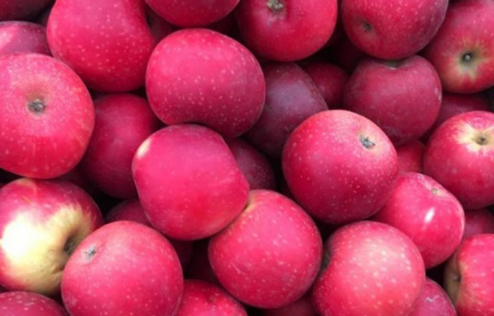 Azərbaycanın daha 8 müəssisəsinə Rusiyaya alma ixrac etməyə icazə verildi