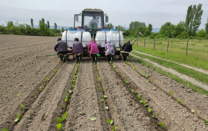 Bu şirkət 3 rayonda 636 hektar sahədə tütün əkəcək