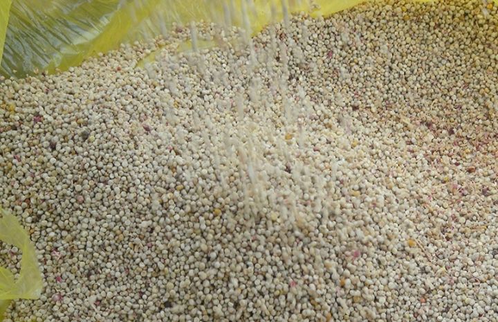 Azərbaycanda ilk dəfə Kinoa bitkisi becəriləcək