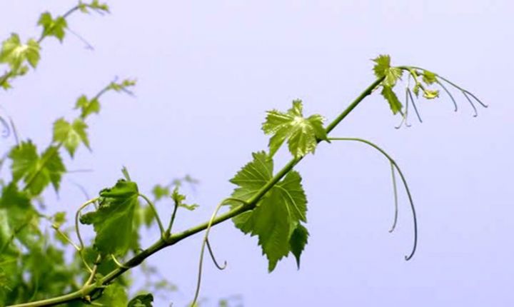 Sabahın hava proqnozu açıqlandı