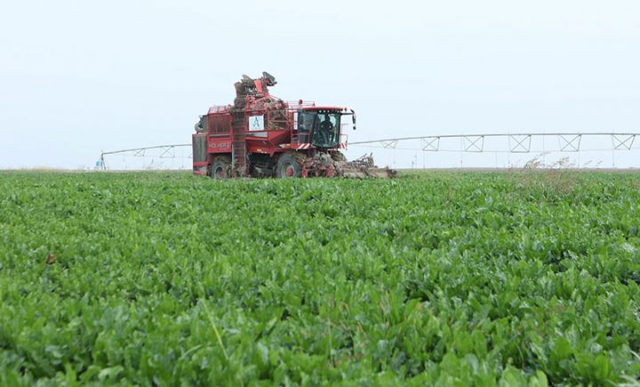 Bu il Azərbaycanda 182 min ton şəkər çuğunduru tədarük edilməsi gözlənilir