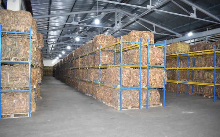 Zaqatalada fəaliyyət göstərən şirkət quru tütünün Rusiya bazarlarına ixracına başlayıb